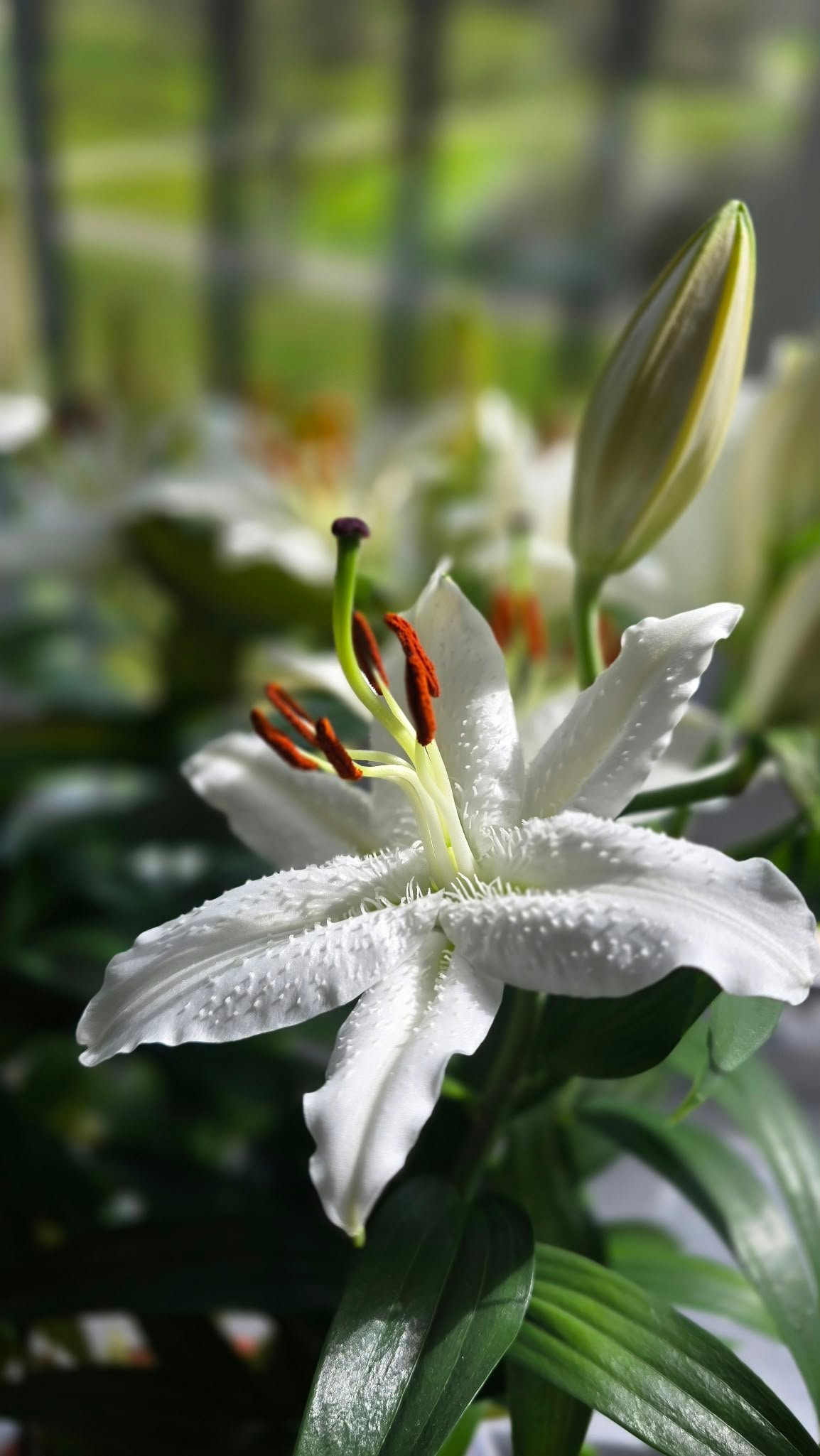 Mother's Day lily bouquet